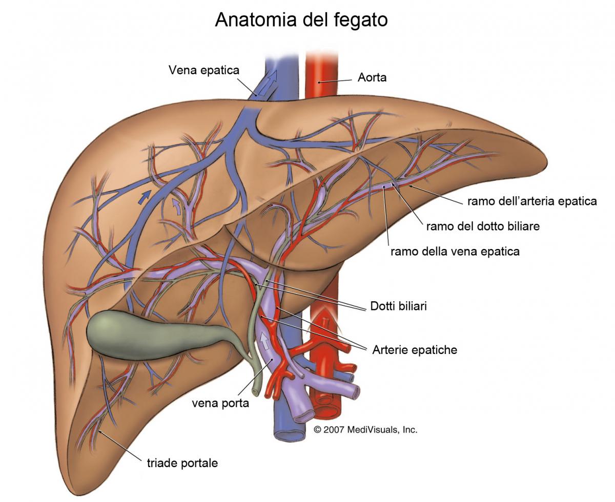 Fegato Cliccascienze